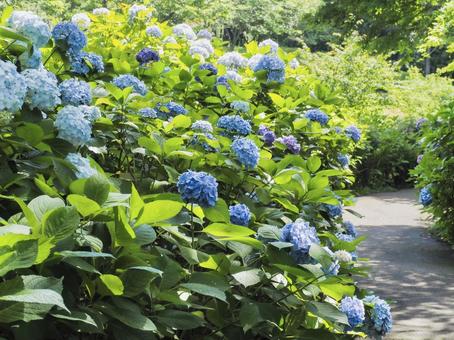あじさいの小径 あじさいの小径 あじさい,紫陽花,小径の写真素材