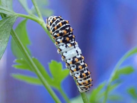 Photo, a whip, larva, insect, 