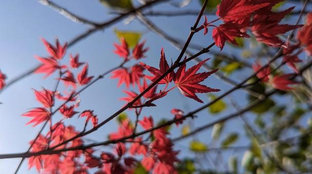 真っ赤な秋 赤色,風景,空の写真素材