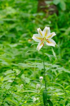森のヤマユリ⒄ 森のヤマユリ⒄ 初夏,花,ユリの写真素材