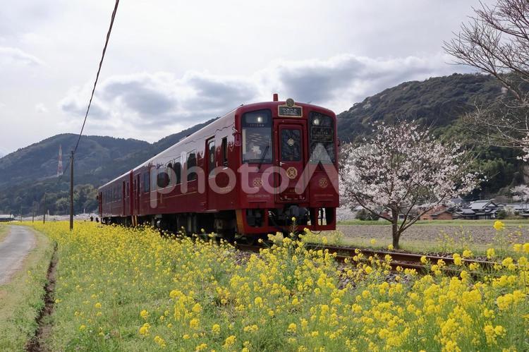 平成筑豊鉄道のディーゼルカーと菜の花05 菜の花,菜花,菜の花畑の写真素材