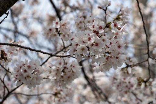 桜 桜の写真