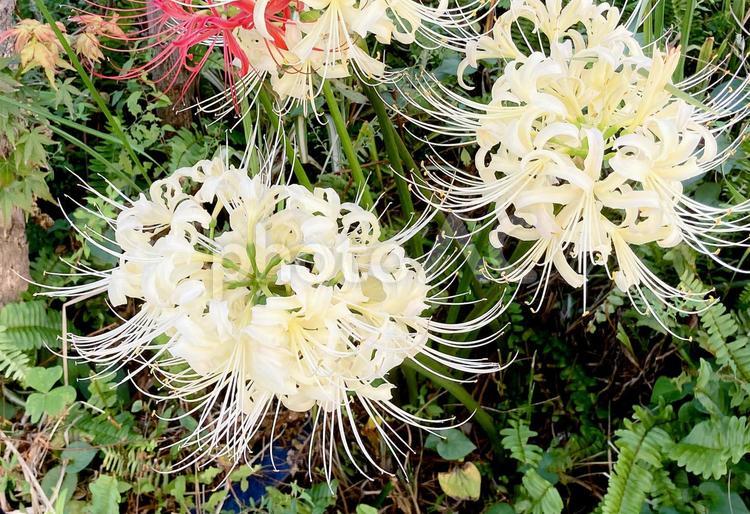 ヒガンバナ ヒガンバナ,彼岸花,曼珠沙華の写真素材