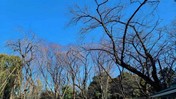 冬の木々の写真