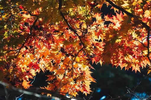 暗闇とオレンジの紅葉とグラデーション 紅葉,もみじ,モミジの写真素材