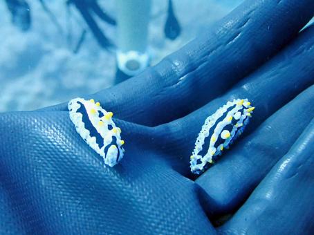 タテヒダイボウミウシ ウミウシ,ダイビング,海の写真素材