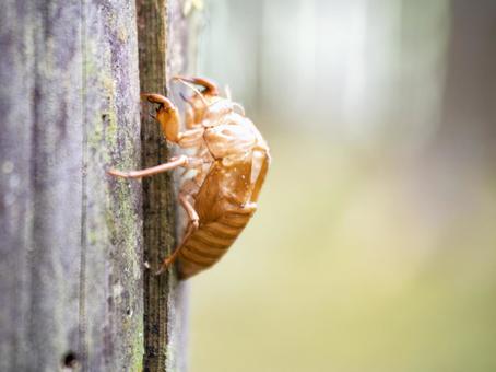 森に残る、夏の記憶 森に残る、夏の記憶 蝉,抜け殻,セミの写真素材