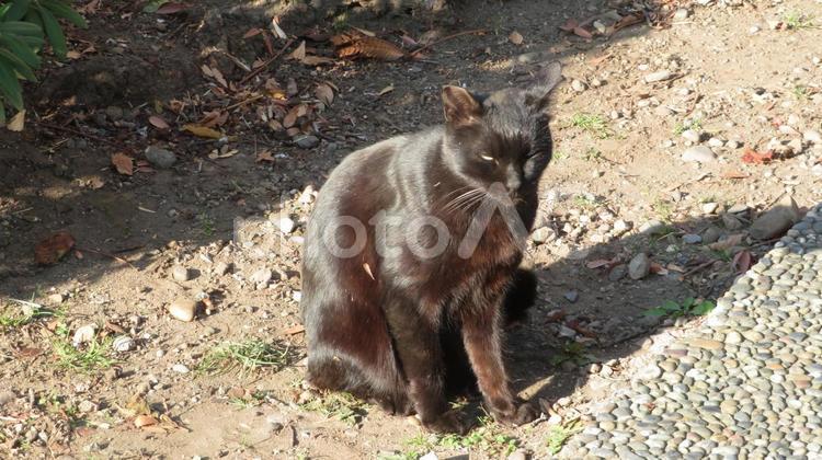 野良猫まだ名はない 動物,生き物,野良猫の写真素材