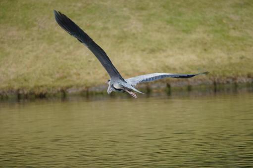 アオサギ アオサギ,鳥類,癒しの写真素材