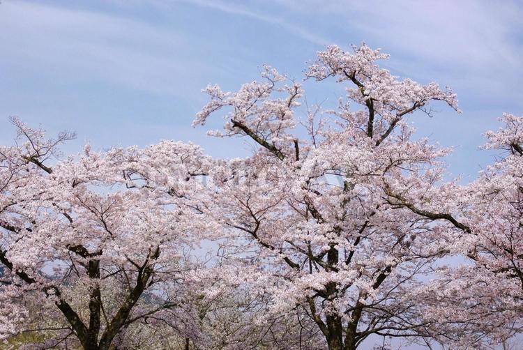 【お花見】満開のサクラ 櫻,桜,サクラの写真素材