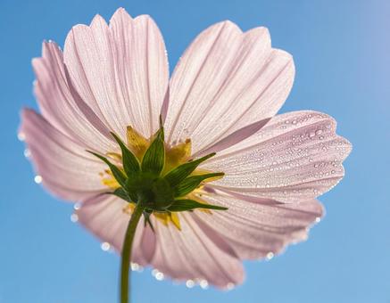 コスモスの写真