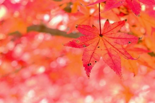 紅葉したもみじの葉 そのまんま公園,小高い丘,紅葉の写真素材