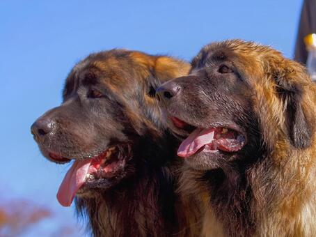 2匹のレオンベルガー 犬,レオンベルガー,大型犬の写真素材