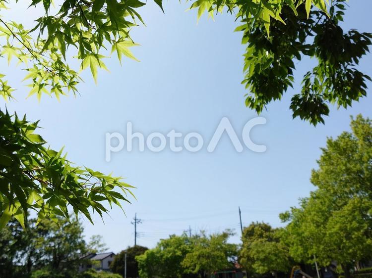 美しい緑の季節 初夏,緑,春の木の写真素材