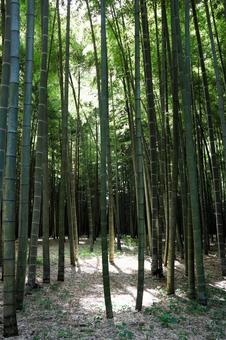 竹林 竹林の写真