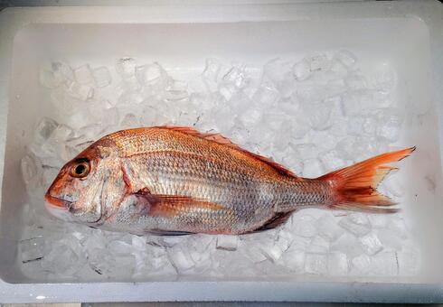 天然真鯛 魚,鮮魚,魚屋の写真素材