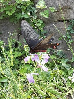 アゲハ蝶が花の蜜を吸っているところ ジャコウアゲハ,アゲハ蝶,蝶々の写真素材