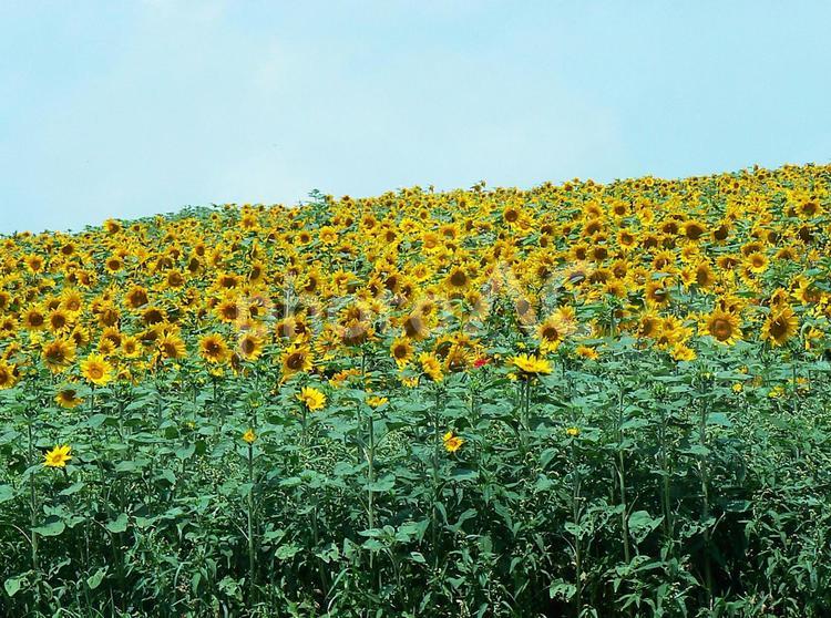 青空に映えるひまわり畑 ひまわり,花,咲くの写真素材