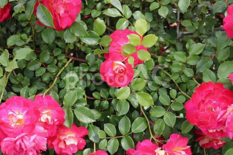 薔薇 バラ,薔薇,花の写真素材
