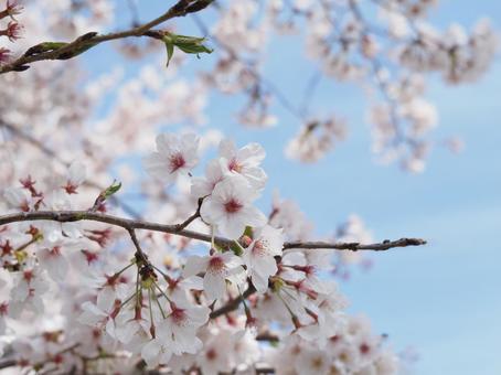 桜の花 桜の花の写真