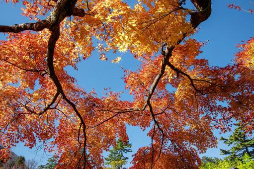 紅葉 紅葉,コケ,イロハモミジの写真素材