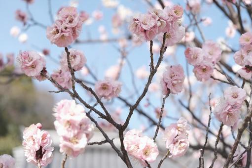 ピンクの梅の花 ピンクの梅の花の写真