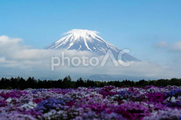 富士芝桜まつり2024周辺の景色 富士芝桜まつり,富士山,芝桜の写真素材