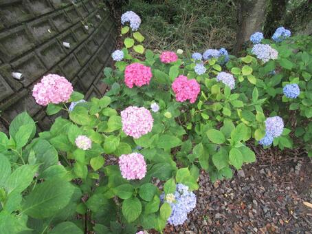 カラフルな紫陽花 カラフルな紫陽花の写真