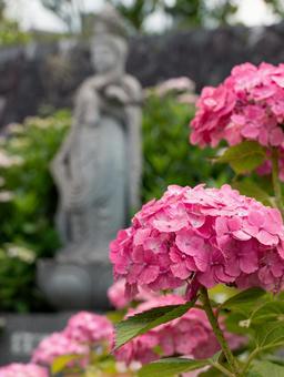 紫陽花 紫陽花の写真