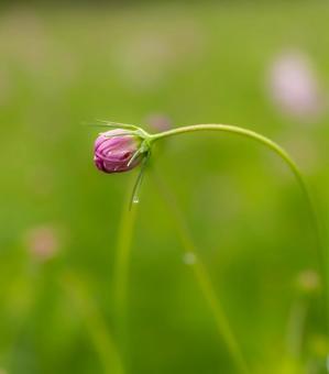 今にも咲きそうなコスモスのつぼみ コスモス,コスモス畑,秋の写真素材