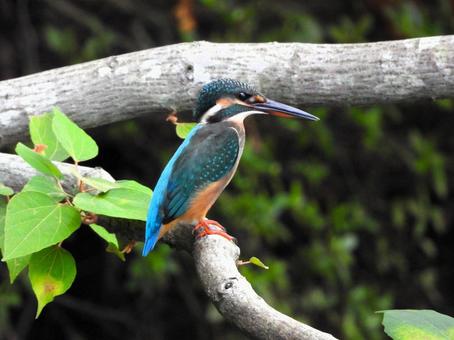 ウバメカシの枝にとまるカワセミ2 ウバメカシの枝にとまるカワセミ2 カワセミ,鳥,鳥類の写真素材