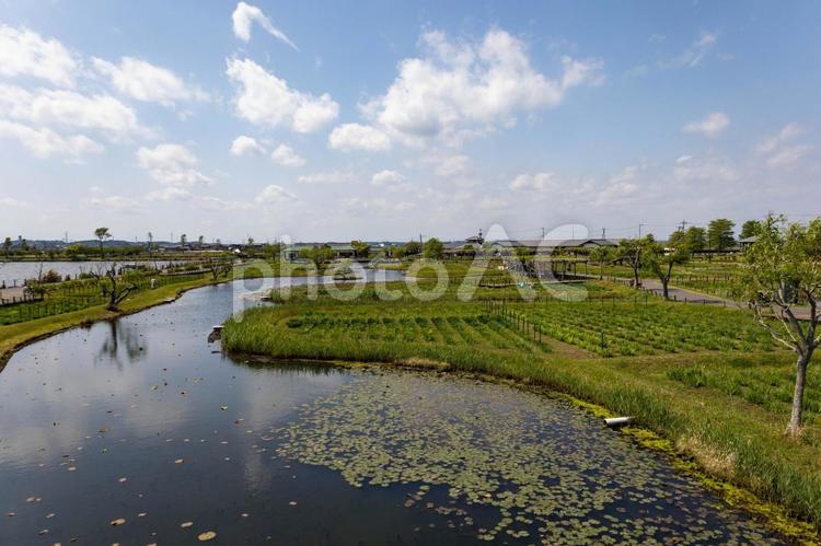 水郷佐原あやめパーク展望台から横利根川 水郷佐原あやめパーク,藤の花,藤棚の写真素材