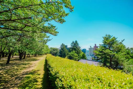 【岩手】盛岡城跡公園 2025 【岩手】盛岡城跡公園 2025の写真