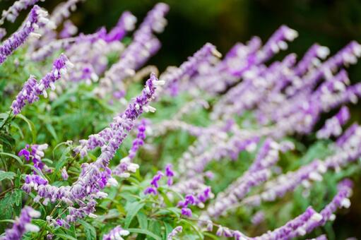 一方向に伸びる紫と白の細長い花 花,果樹の花,屋外の写真素材