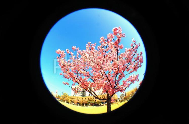 河津桜をフィッシュアイレンズで撮影 青空,河津桜,青色の写真素材