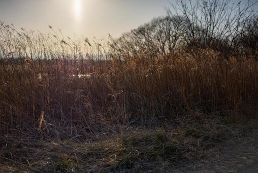 夕陽に染まる冬枯れの野原 自然,風景,夕陽の写真素材