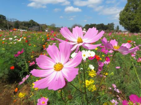 あけぼの山農業公園のコスモス あけぼの山農業公園のコスモス 秋桜,あけぼの山農業公園,秋の写真素材