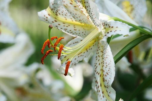 ヤマユリ マクロ,球根植物,ヤマユリの写真素材
