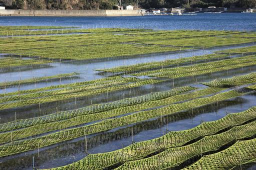 伊勢志摩 海苔粗朶 五ヶ所湾 養殖 伊勢志摩 海苔粗朶 五ヶ所湾 養殖 海苔粗朶,海苔,養殖の写真素材