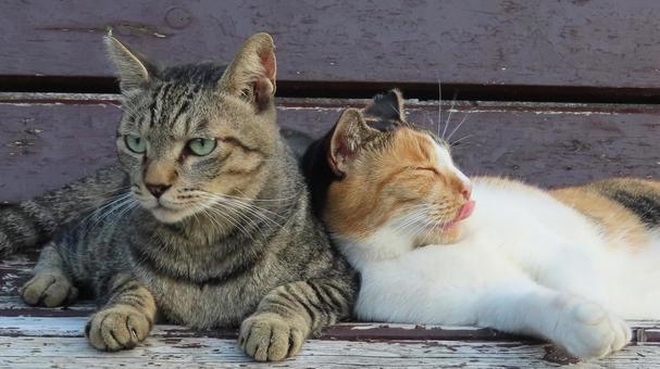 ラブラブでもふもふな三毛猫たちの夕涼み ラブラブでもふもふな三毛猫たちの夕涼み 三毛猫,猫,キジトラの写真素材