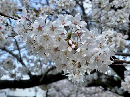 桜の花 桜の花 さくら,サクラ,春の写真素材
