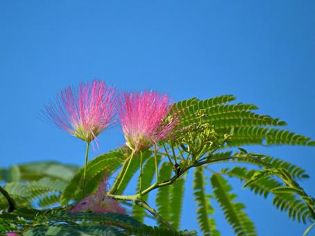 Nemuno tree flowers and blue sky 2, JPG Nemuno tree flowers and blue sky 2, JPG