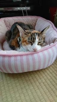 うちのにゃおちゃん うちのにゃおちゃんの写真