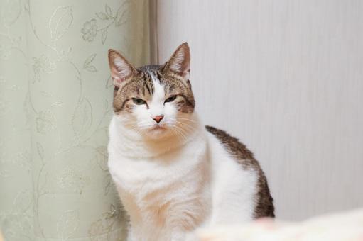 キジシロ猫の写真