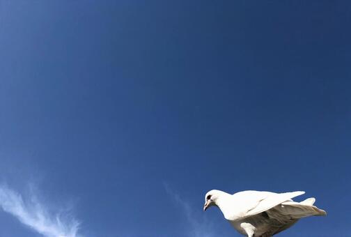 青空と白い鳥 青空と白い鳥の写真