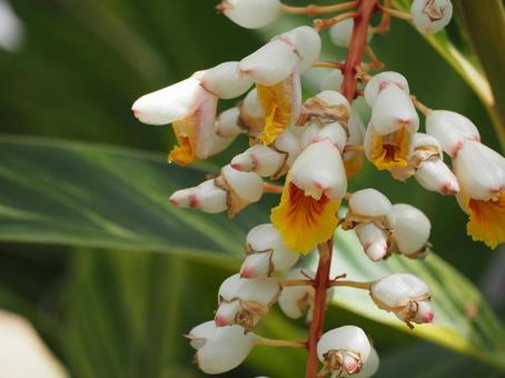 熱帯植物 キフゲットウの花③ 熱帯植物 キフゲットウの花③ 月桃,花,白い花の写真素材