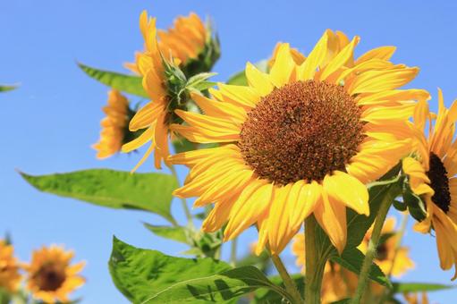 ひまわりと青空の夏の背景2 ひまわりと青空の夏の背景2 ひまわり,夏,花の写真素材