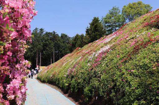 松本ツツジ園 松本ツツジ園の写真