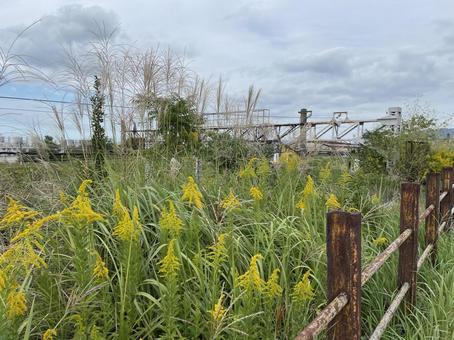 セイタカアワダチソウの生い茂る秋の線路 地方,門司,北九州の写真素材