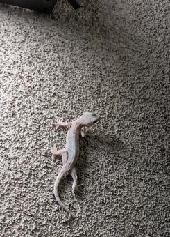 ヤモリ ヤモリの写真